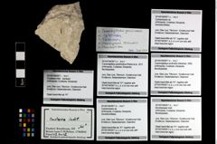 Foto (Objekt + Etikett) von Cycloprosopon sp.  (NHMW-GEO-2014-0194-0971b)